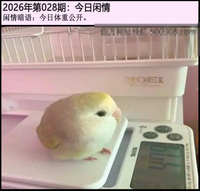 028期另版今日闲情[图]