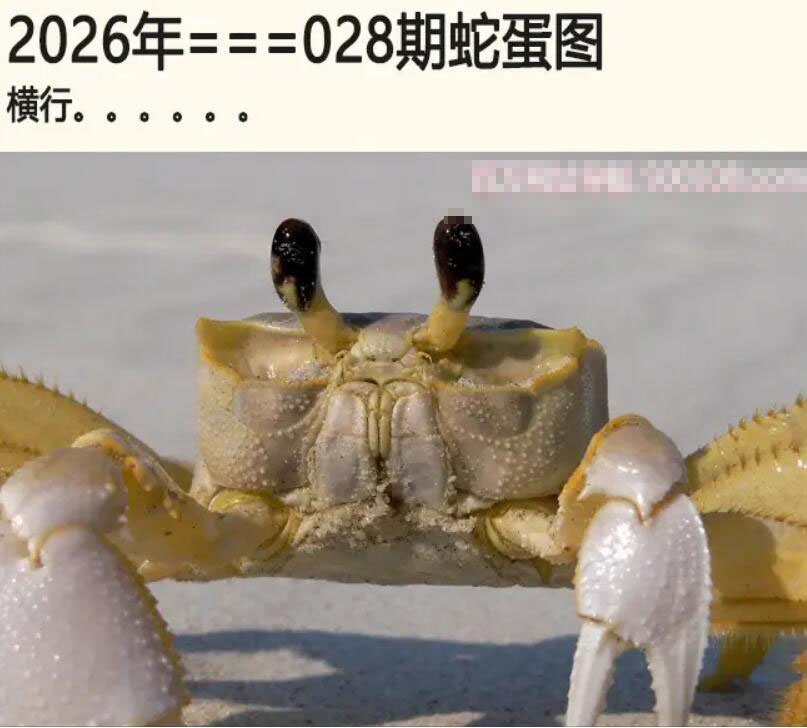 028期另版蛇蛋图[图]